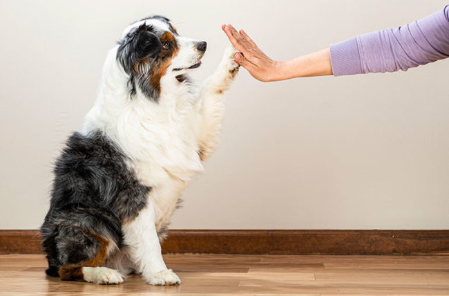 6 reason why having a pet could be good for you: