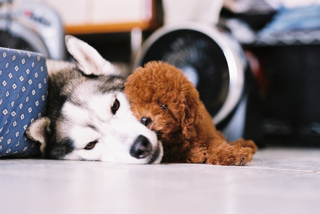 6 reason why having a pet could be good for you: