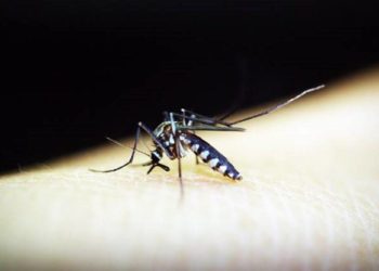 A new type of Malaria spotted in Kannur