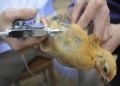 Bird flu confirmed in dead migratory birds in Himachal Pradesh’s Kangra, after cases reported in Rajasthan, MP and Kerala