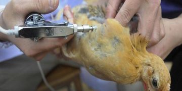 Bird flu confirmed in dead migratory birds in Himachal Pradesh’s Kangra, after cases reported in Rajasthan, MP and Kerala