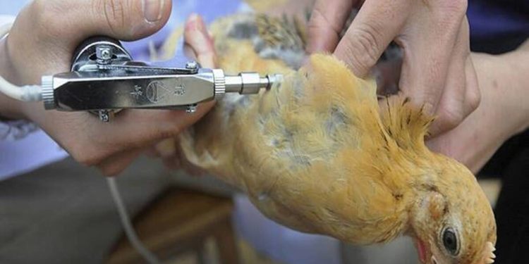 Bird flu confirmed in dead migratory birds in Himachal Pradesh’s Kangra, after cases reported in Rajasthan, MP and Kerala