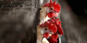 PM asks governments to stay alert as bird flu spreads