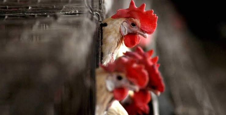 PM asks governments to stay alert as bird flu spreads
