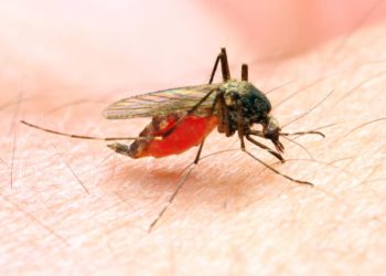 New drug designed to prevent Malaria.