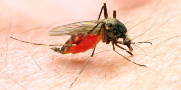 New drug designed to prevent Malaria.
