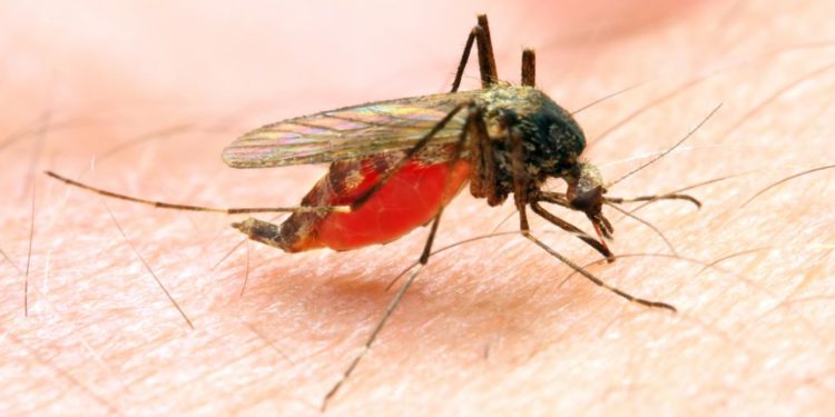 New drug designed to prevent Malaria.