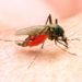 New drug designed to prevent Malaria.