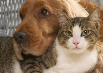 6 reason why having a pet could be good for you: