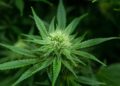 Early Cannabis consumption is linked to heart condition