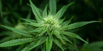 Early Cannabis consumption is linked to heart condition