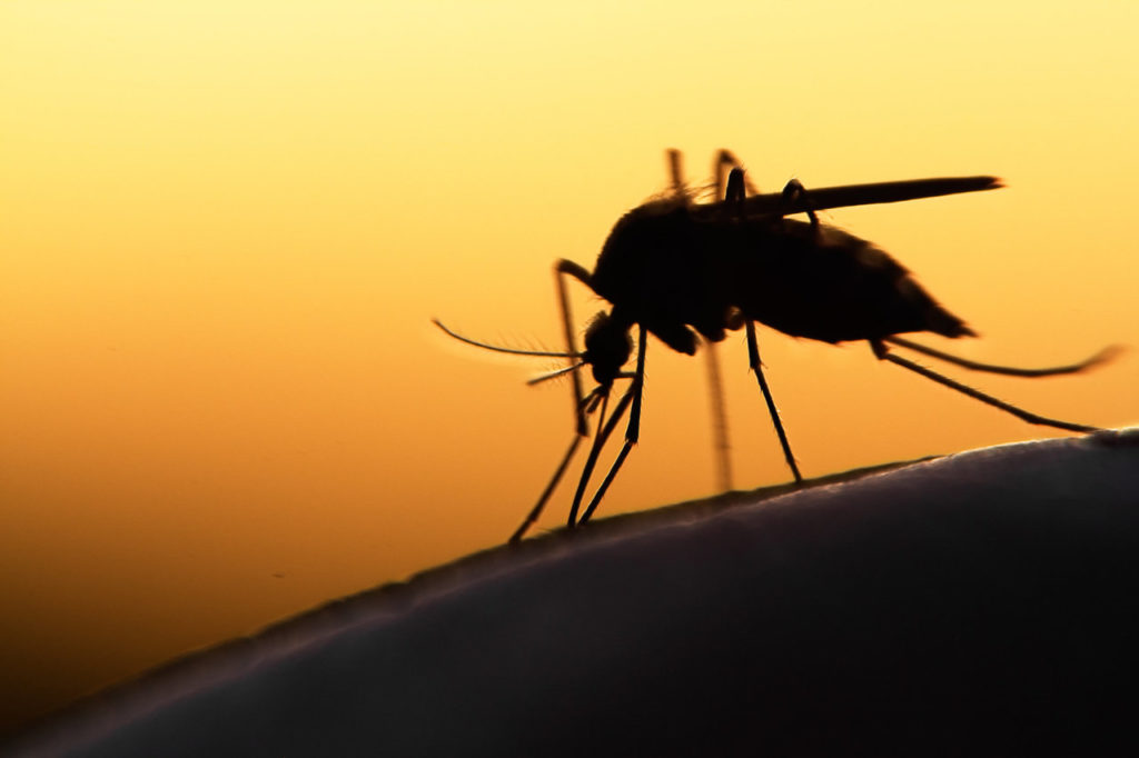 Scientists Develop Genetically Engineered Mosquitoes That Would Be Infertile