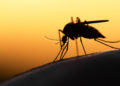 Scientists Develop Genetically Engineered Mosquitoes That Would Be Infertile