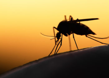 Scientists Develop Genetically Engineered Mosquitoes That Would Be Infertile