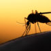 Scientists Develop Genetically Engineered Mosquitoes That Would Be Infertile