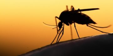 Vector-Borne Diseases In India