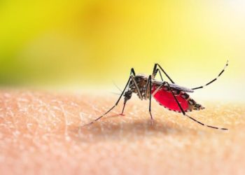 WHO approves deployment of first malaria vaccine in Africa