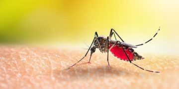 WHO approves deployment of first malaria vaccine in Africa