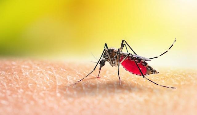 WHO approves deployment of first malaria vaccine in Africa