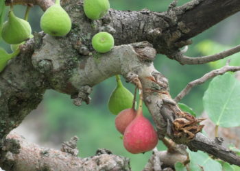Himalayan Figs : A New Alternative To Synthetic Pain Relievers 
