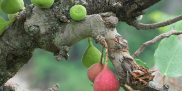 Himalayan Figs : A New Alternative To Synthetic Pain Relievers 
