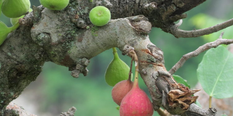 Himalayan Figs : A New Alternative To Synthetic Pain Relievers 