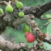 Himalayan Figs : A New Alternative To Synthetic Pain Relievers 