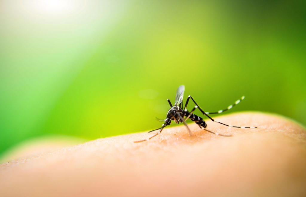 Gene Editing: The Key To Invisibility… From Mosquitoes