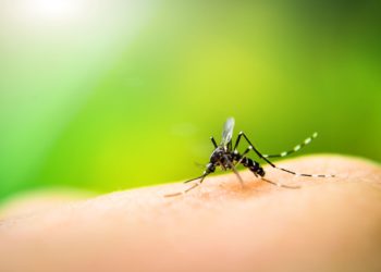 Gene Editing: The Key To Invisibility… From Mosquitoes