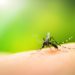Gene Editing: The Key To Invisibility… From Mosquitoes
