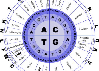 Are Your Amino Acid Levels Balanced?