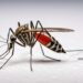Ixchiq-the-Chikungunya-Vaccine-Receives-FDA-Approval-thehealthcaredaily